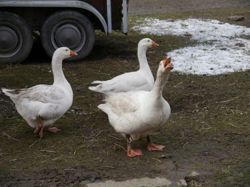 Pod Kasztanem Gospodarstwo Agroturystyczne Stronie Śląskie Esterno foto